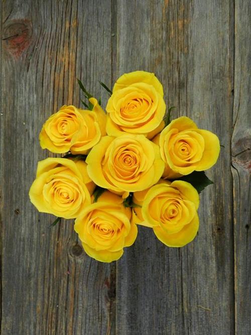 BRIGHTON  YELLOW ROSES